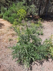 Molopospermum peloponnesiacum