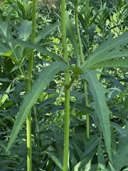 Napaea dioica