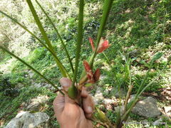 Maxillaria tenuifolia