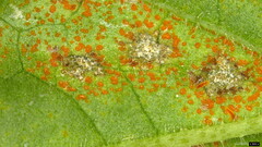 Coleosporium campanulae