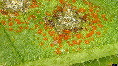 Coleosporium campanulae