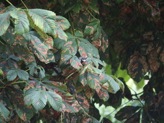 Aesculus hippocastanum