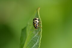 Cryptocephalus decemmaculatus