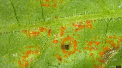 Coleosporium campanulae