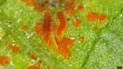 Coleosporium campanulae