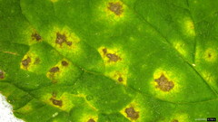 Coleosporium campanulae