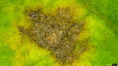 Coleosporium campanulae