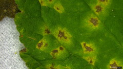 Coleosporium campanulae