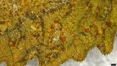 Coleosporium campanulae