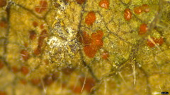 Coleosporium campanulae