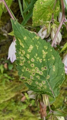 Coleosporium campanulae