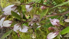 Coleosporium campanulae