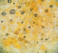 Coleosporium campanulae