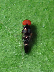 Bertamyia notata