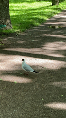 Chroicocephalus ridibundus