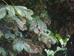 Aesculus hippocastanum