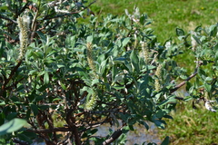 Salix alaxensis