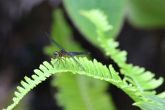 Orchithemis