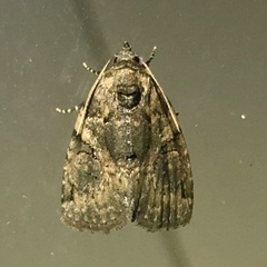 Pseudeustrotia indeterminata