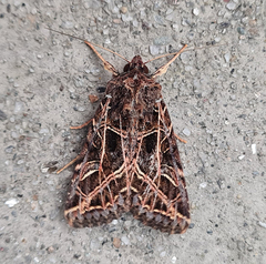 Sideridis reticulata