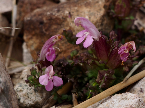 Common Lousewort