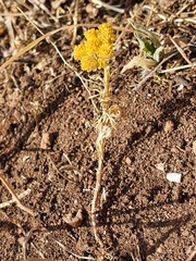 Lonas annua