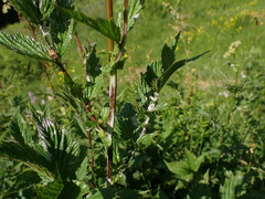 Podosphaera filipendulae
