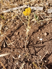 Lonas annua
