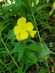 Oenothera pilosella