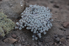 Eriogonum kennedyi