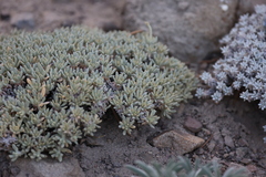 Eriogonum kennedyi
