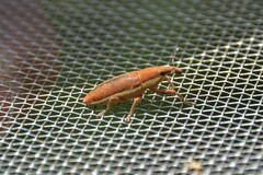 Lixus ochraceus