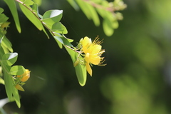 Hypericum monogynum