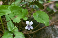 Viola blandiformis