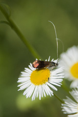 Nemophora fasciella
