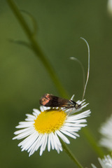 Nemophora fasciella
