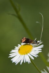 Nemophora fasciella