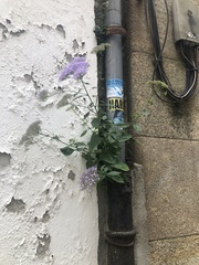 Trachelium caeruleum