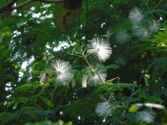 Zapoteca portoricensis