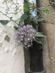 Trachelium caeruleum