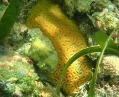 Dichocoenia stokesii