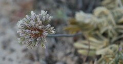Allium lacunosum