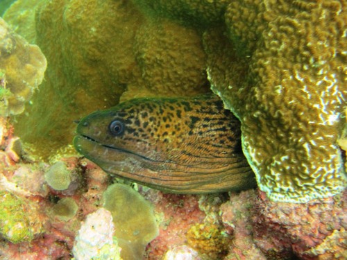 Giant Moray