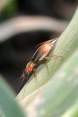 Cerapheles terminatus