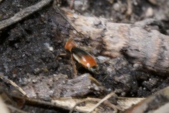 Cerapheles terminatus