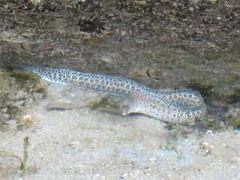 Gymnothorax pictus