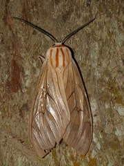 Amastus aconia