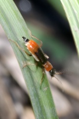 Cerapheles terminatus