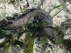 Gymnothorax pictus