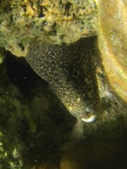 Gymnothorax pictus